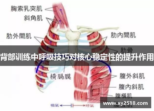 背部训练中呼吸技巧对核心稳定性的提升作用